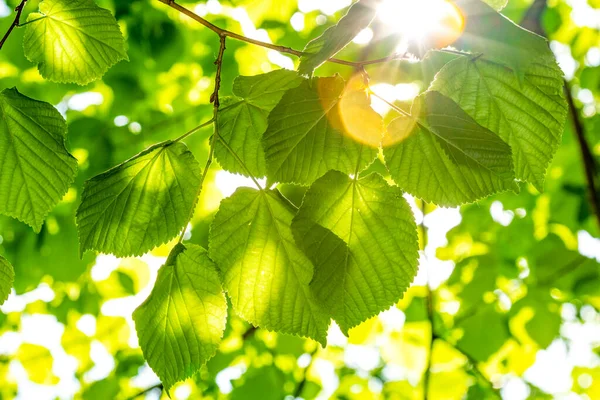 Groene Linde Boom Loof Een Boom Het Zonlicht — Stockfoto