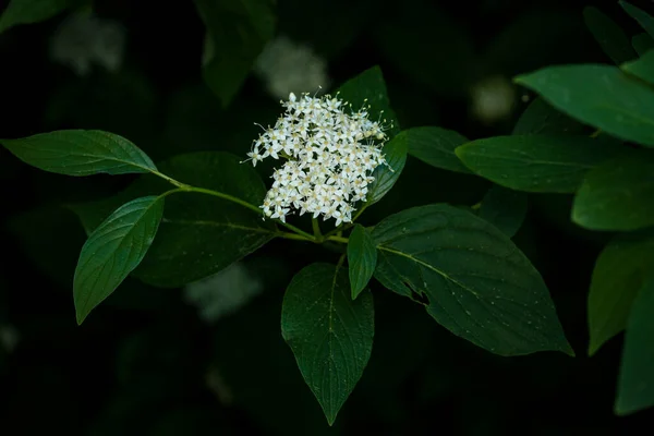 Цветущее Белое Дерево Темноте Ночи Цветущий Период Деревьев Весенний Сезон — стоковое фото