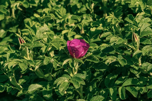 Bella Primavera Radica Fioritura Rosa Canina Rosa Canina Può Essere — Foto Stock