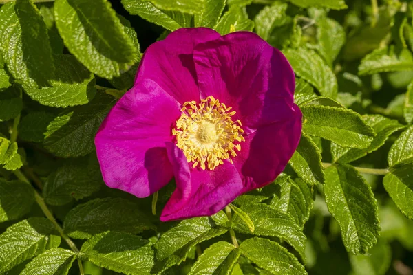 Bellissimo Fiore Radica Primaverile Rosa Canina Rosa Canina Può Essere — Foto Stock