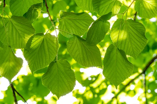 Vers Groen Blad Van Lindeboom Gloeiend Zonlicht — Stockfoto