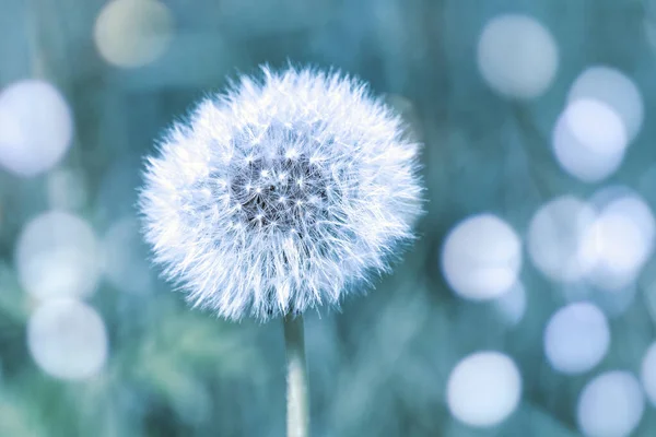 タンポポの花の種子頭 青いフィルター効果でクローズアップ — ストック写真