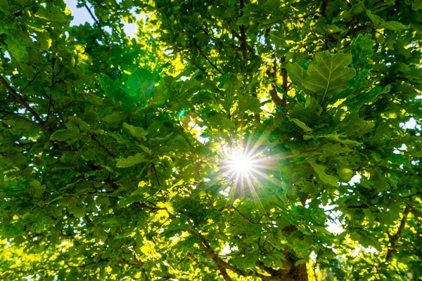 Прекрасний Літній Дуб Ранковим Сонцем Листі — стокове фото