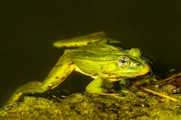 Rana Verde Piccola Piscina Naturale Una Rana Stagno Sta Nuotando — Foto Stock