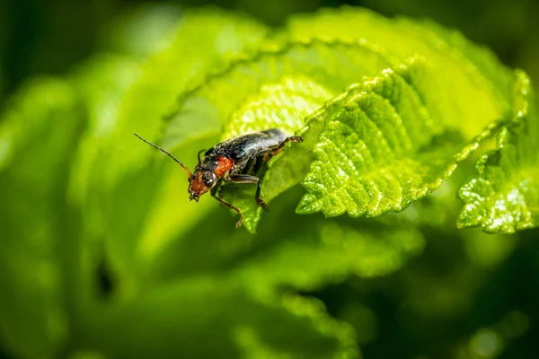 士兵甲虫 Cantharis Livida 坐在树叶上 栖息地的小黑 小红虫 — 图库照片