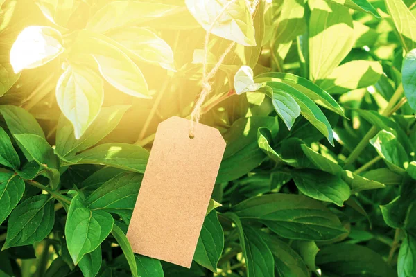 Handmade Paper Price Tag Blank Tag Your Label Lying Plant — Stock Photo, Image