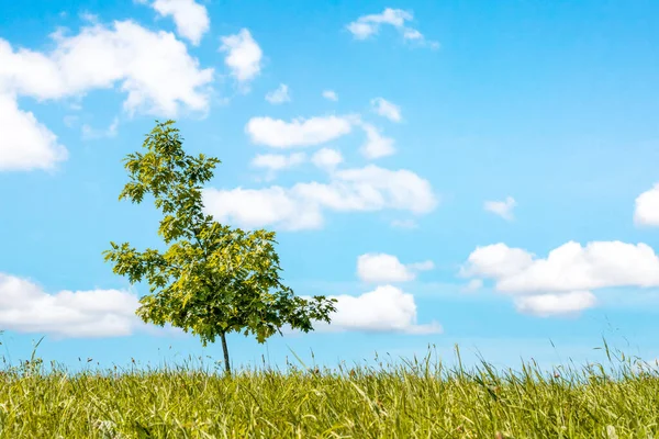 Jonge Eik Groeit Alleen Het Veld Met Lucht Achtergrond — Stockfoto