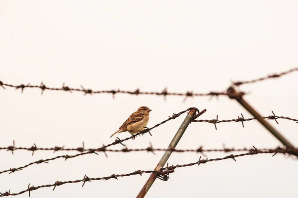 野生麻雀栖息在栖息地的铁丝网上 — 图库照片