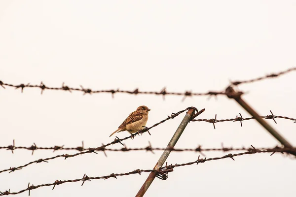 Passero Selvatico Appoggiato Filo Spinato Nel Suo Habitat — Foto Stock