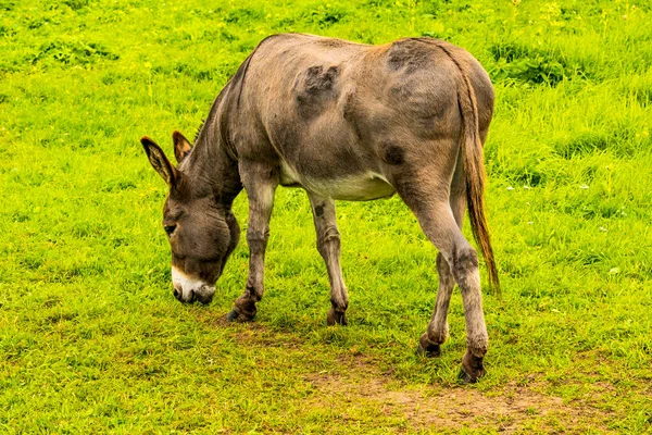 Bonito Burro Pasto Granja —  Fotos de Stock