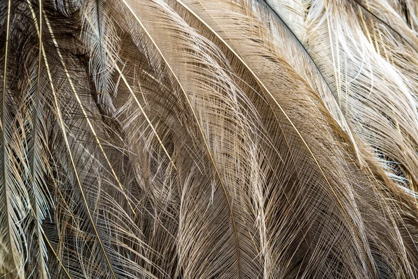 Close up view of the feathers of a wild Emu bird