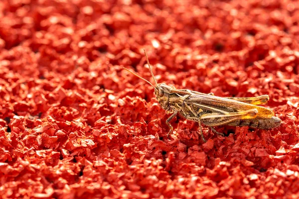 Grey Brown Grasshopper Sits Running Track Sport Stadium — Stock Photo, Image