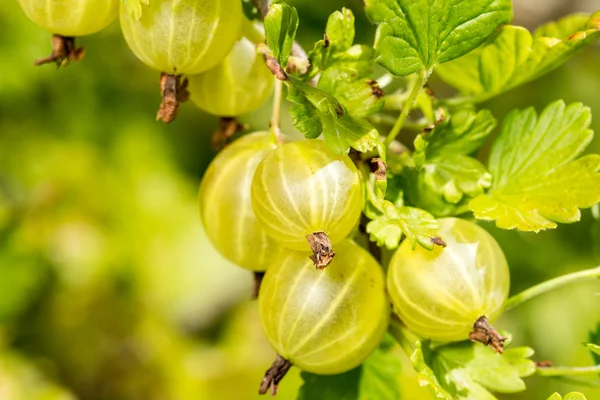 Stachelbeeren wachsen im Garten — Stockfoto