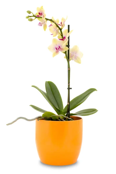 Yellow orchid flower in a pot — Stock Photo, Image