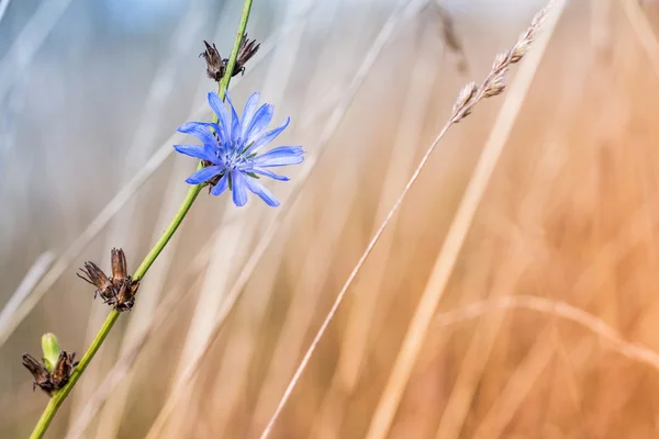 Flor azul chicória em um cardo morto e secado — Fotografia de Stock