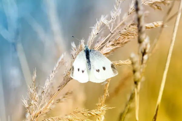 Fehér pillangó egy száraz növény — Stock Fotó