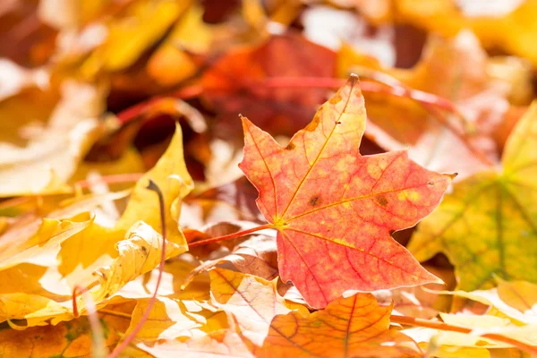 Fall leaves on forest floor — Stock Photo, Image