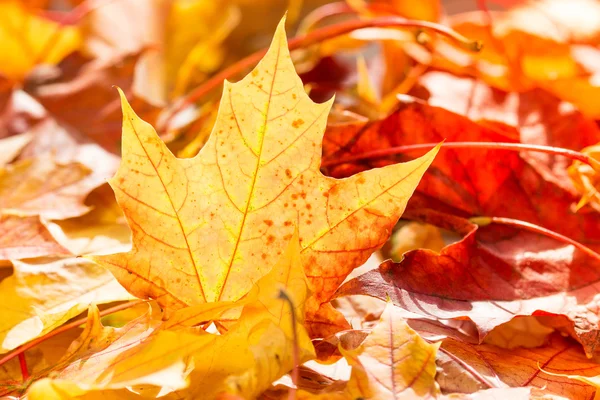 Haufen Herbstblätter — Stockfoto