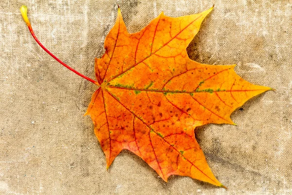 Herfst leaf op grunge doek textuur — Stockfoto