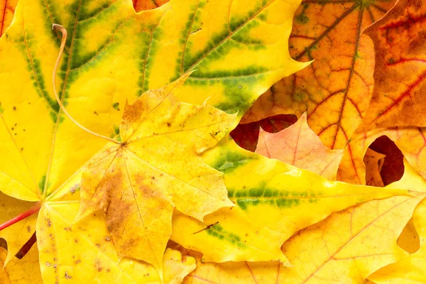 Herbst hinterlässt Hintergrund — Stockfoto