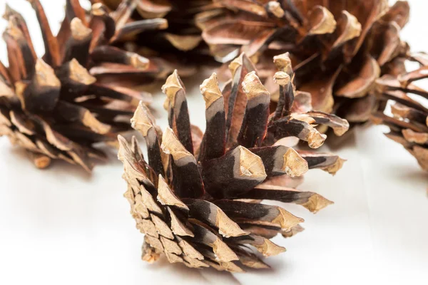 Group of  pine cones — Stock Photo, Image