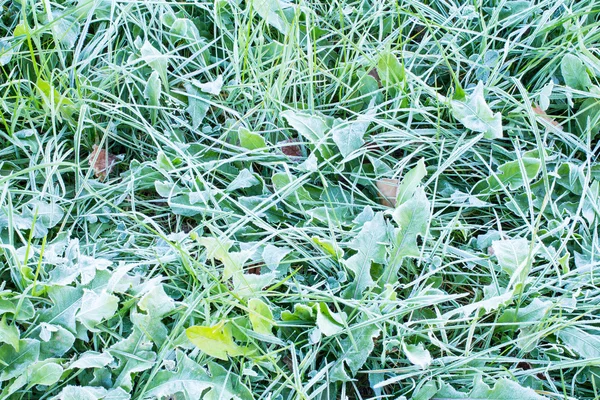 Gefrorenes Gras Hintergrund — Stockfoto