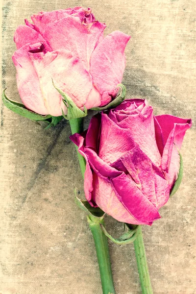 Két régi rózsákéra piszkos vászon — Stock Fotó