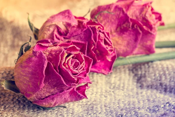 Tři staré růže na pozadí pytloviny — Stock fotografie