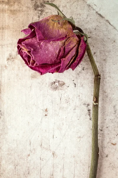 Suchý růže proti špinavé plátno — Stock fotografie