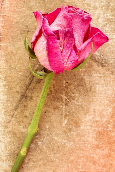 Egy régi rose, grunge, háttér — Stock Fotó