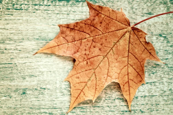 Foglia di acero sulla vecchia struttura di legno. — Foto Stock