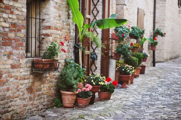 Маленькие итальянские уличные цветы — стоковое фото