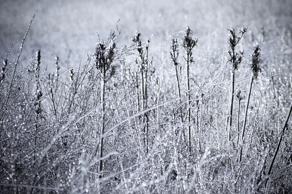 Frost sonra çimen — Stok fotoğraf