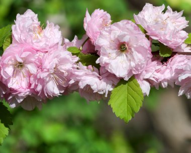 Badem çiçeği bahar