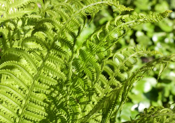 Spring fern background — Stock Photo, Image