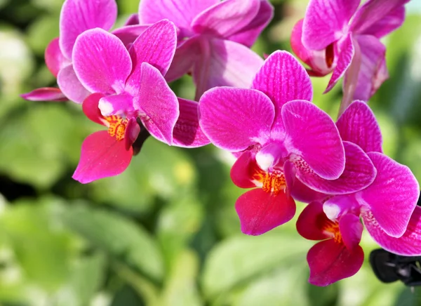 Beautiful pink orchid — Stock Photo, Image