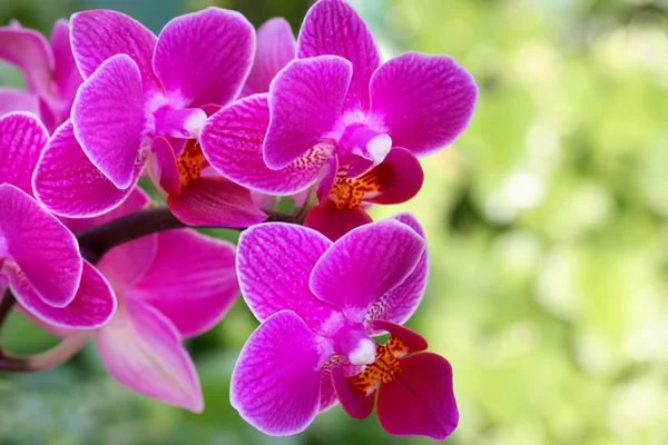 Belle orchidée rose — Photo