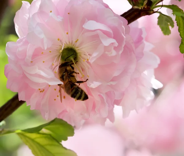 Blossom almond flower with bee — Stock Photo, Image