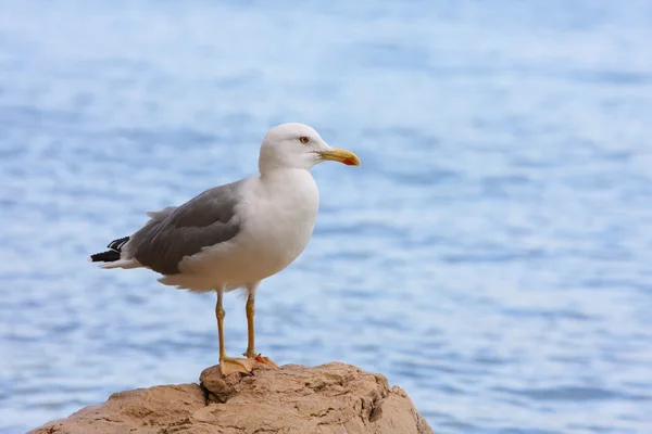 Sea gull bir taş üzerinde Telifsiz Stok Imajlar