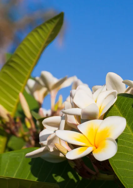 Hermosa flor — Foto de Stock