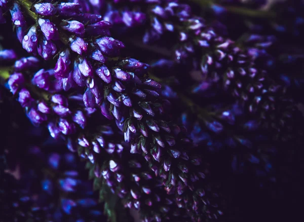 Ramo de flores púrpura —  Fotos de Stock