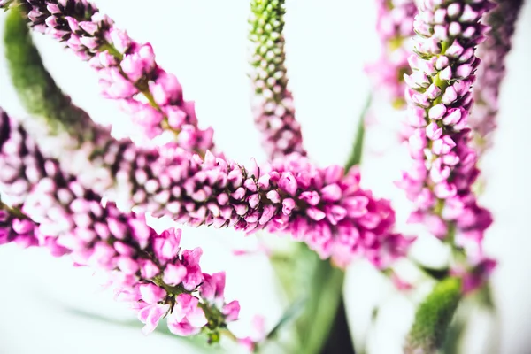 春のピンクの花 — ストック写真