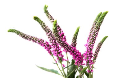 pembe çiçekler bahar