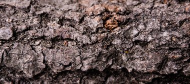 Ağaç kabuğu dokusu