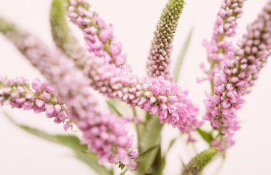 pembe çiçekler bahar