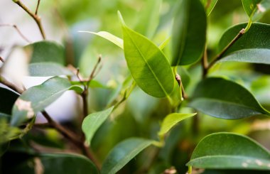 yeşil yaprakları ve dalları