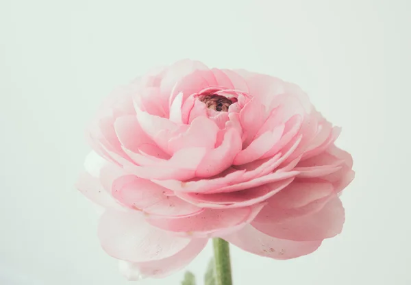 Пастельно-розовый лютик — стоковое фото
