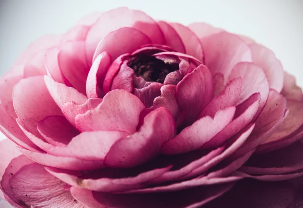 Ranuncolo rosa pastello — Foto Stock