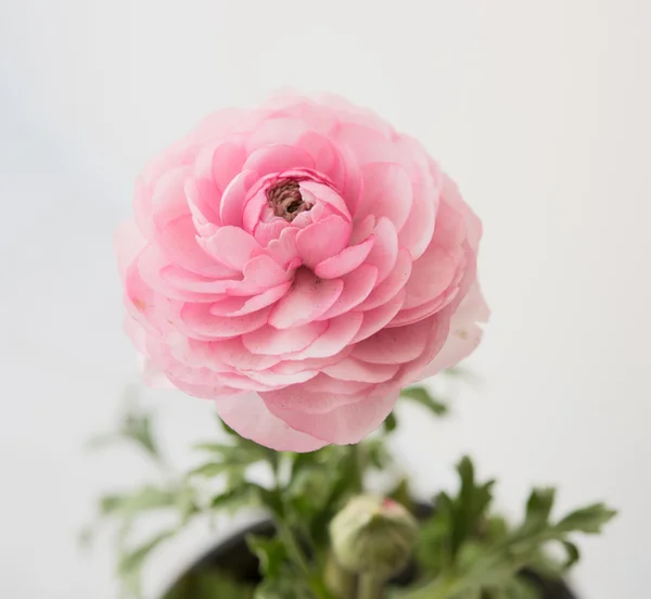 Buttercup rose pastel — Photo