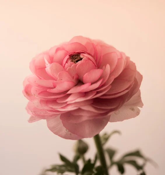 Pastel pink buttercup — Stock Photo, Image